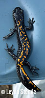 Santa Cruz Long-toed Salamander