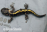 Santa Cruz Long-toed Salamander