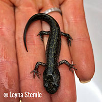 Santa Cruz Long-toed Salamander