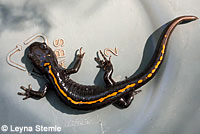 Santa Cruz Long-toed Salamander