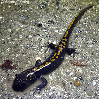 Santa Cruz Long-toed Salamander