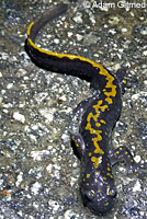 Santa Cruz Long-toed Salamander