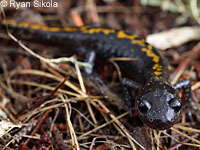 Santa Cruz Long-toed Salamander