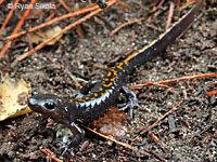 Santa Cruz Long-toed Salamander