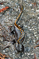 Santa Cruz Long-toed Salamander