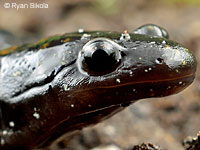 Santa Cruz Long-toed Salamander