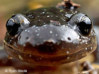 Santa Cruz Long-toed Salamander