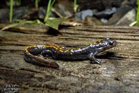 Santa Cruz Long-toed Salamander