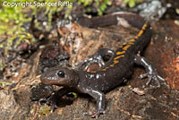 Santa Cruz Long-toed Salamander