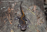 Santa Cruz Long-toed Salamander