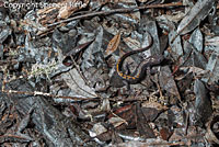 Santa Cruz Long-toed Salamander