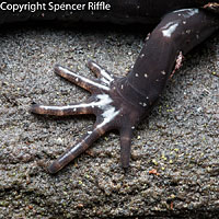 Santa Cruz Long-toed Salamander