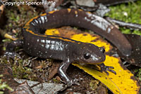 Santa Cruz Long-toed Salamander