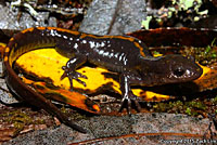 Santa Cruz Long-toed Salamander