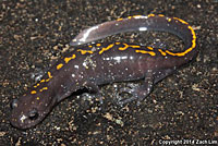 Santa Cruz Long-toed Salamander