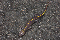 Santa Cruz Long-toed Salamander