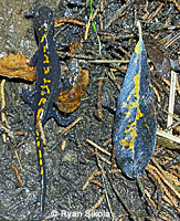 Santa Cruz Long-toed Salamander