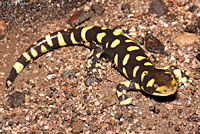 Barred Tiger Salamander