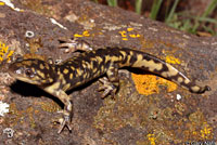 Arizona Tiger Salamander