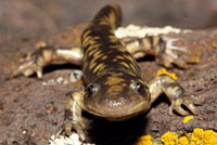 Arizona Tiger Salamander