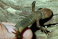 Southern Long-toed Salamander