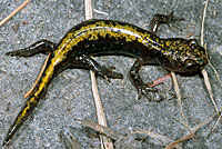 Southern Long-toed Salamander