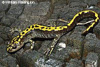 Southern Long-toed Salamander