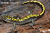 Southern Long-toed Salamander