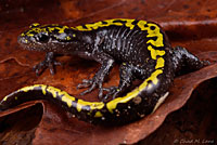 Southern Long-toed Salamander