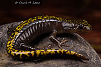 Southern Long-toed Salamander