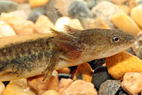 Southern Long-toed Salamander larva