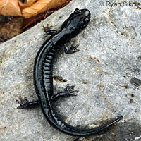 Santa Cruz Black Salamander