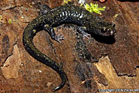 Santa Cruz Black Salamander