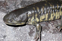 Barred Tiger Salamander