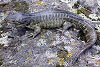 Barred Tiger Salamander