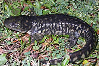 Barred Tiger Salamander