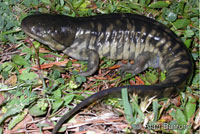 Barred Tiger Salamander