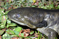 Barred Tiger Salamander