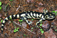 Barred Tiger Salamander