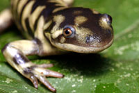 Barred Tiger Salamander