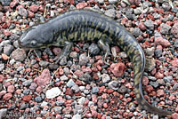 Barred Tiger Salamander