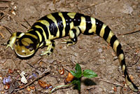 Barred Tiger Salamander