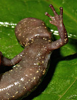 Wandering Salamander