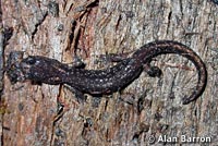 Wandering Salamander