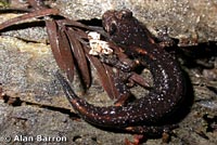 Wandering Salamander