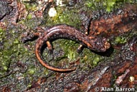 Wandering Salamander