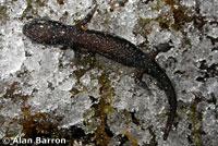 Wandering Salamander