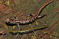 Wandering Salamander