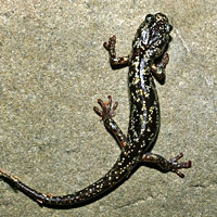 Wandering Salamander