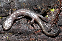 Wandering Salamander